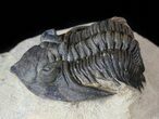 Metacanthina (Asteropyge) Trilobite - Lghaft #55473-1
